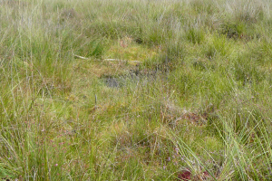 Zones humides du Loir-et-Cher - 41 : Tourbière haute active